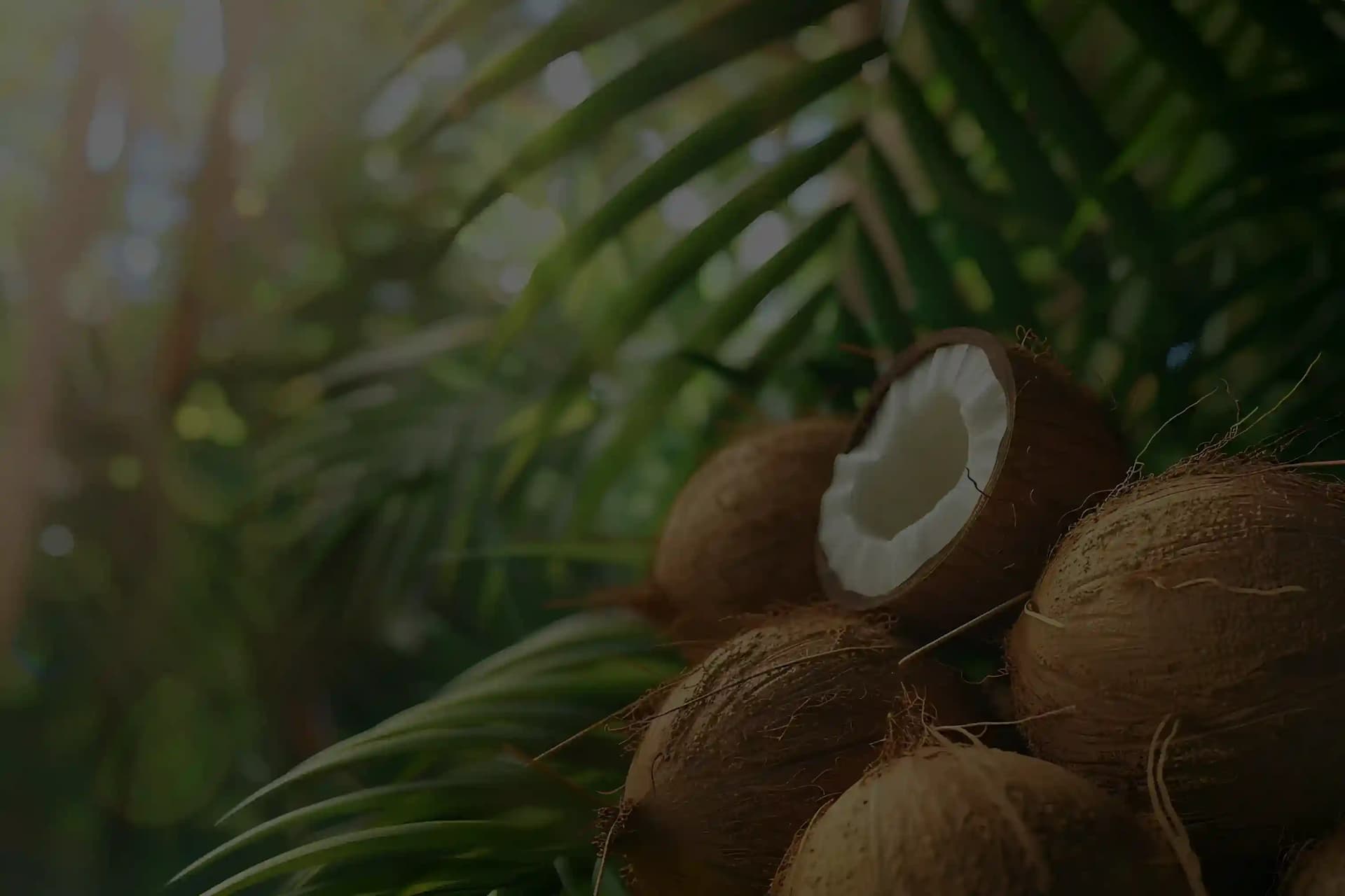 Coconuts