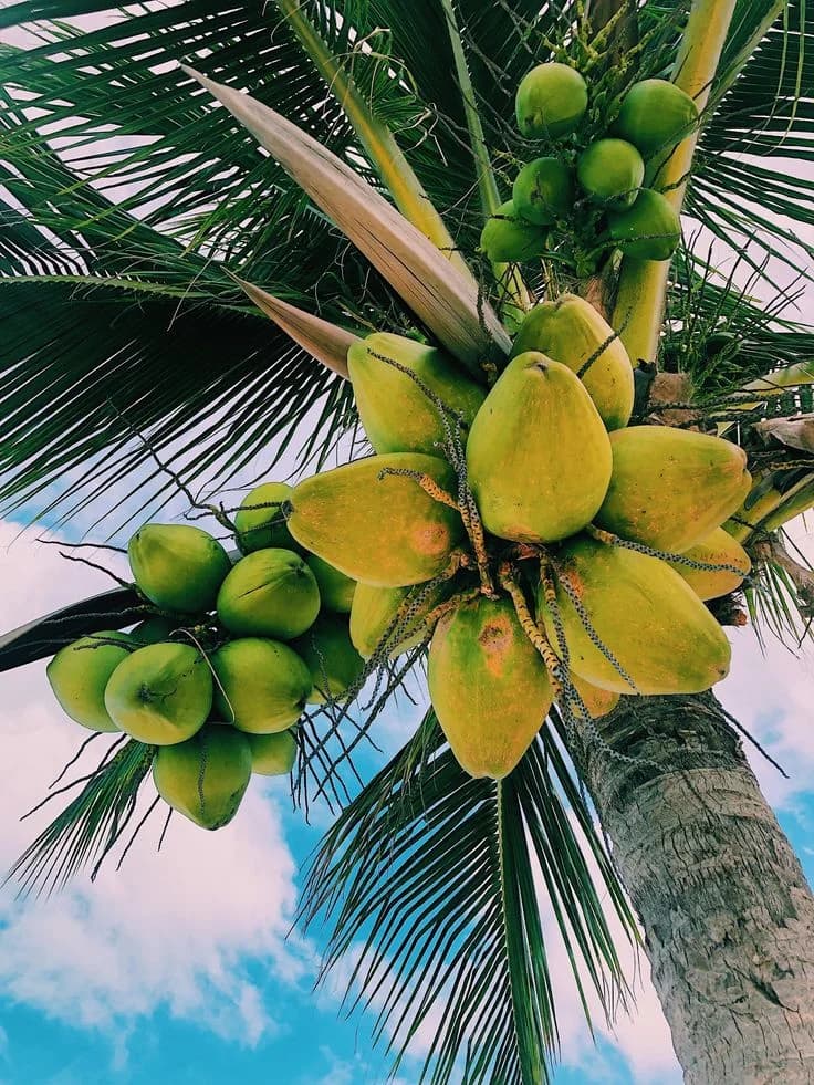 DJ Red Tender Coconuts