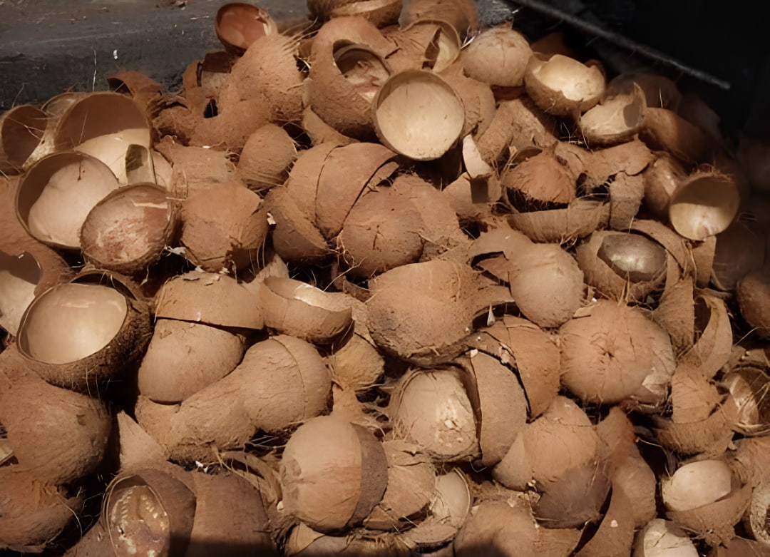 Coconut Shell